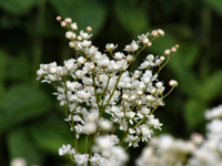 hayfever relief