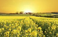 hayfever cure